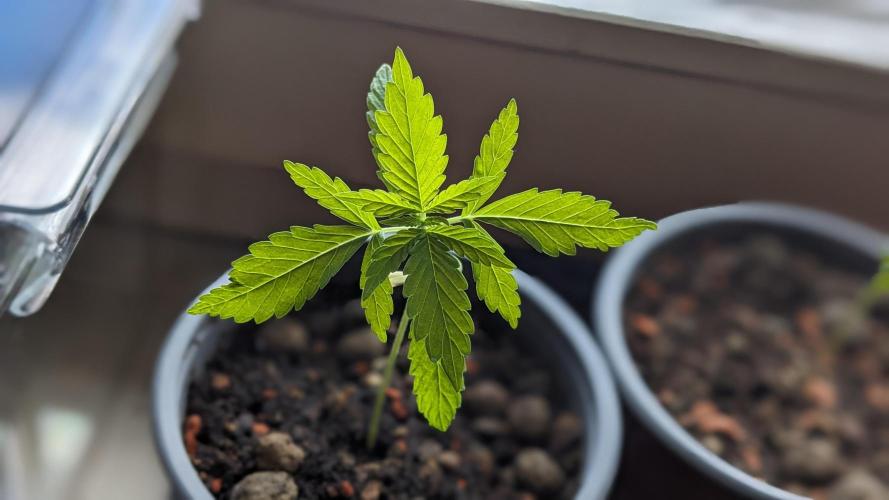 WINDOWSILL | Matanuska. Week 4