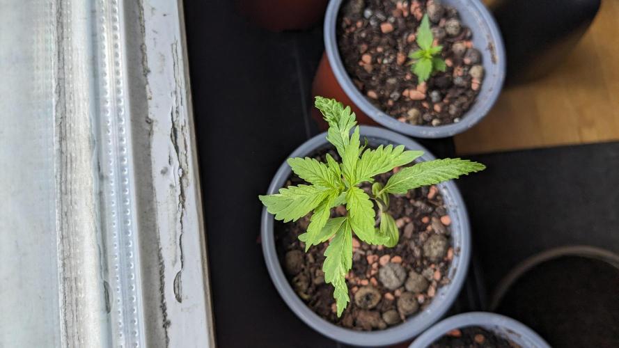 WINDOWSILL | Matanuska. Week 4