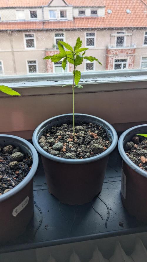 WINDOWSILL | Matanuska. Week 4