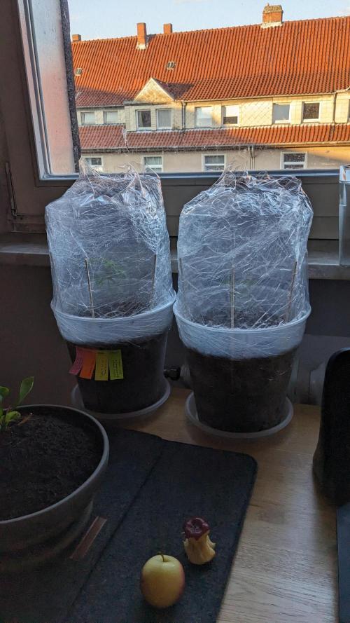 WINDOWSILL | Matanuska. Week 5 - 1