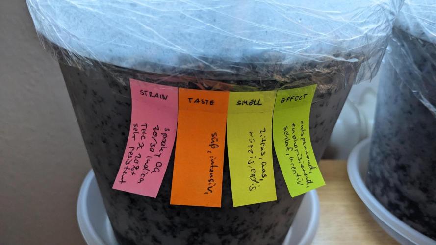 WINDOWSILL | Matanuska. Week 5 - 2