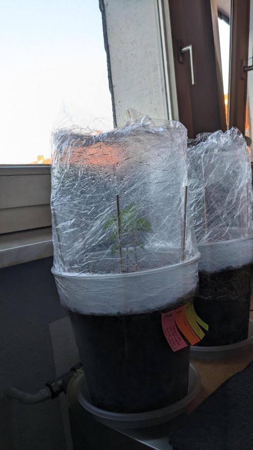 WINDOWSILL | Matanuska. Week 5 - 3