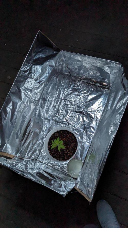 WINDOWSILL | Matanuska. Week 5 - 5