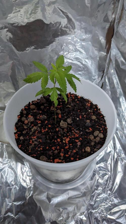 WINDOWSILL | Matanuska. Week 5 - 6