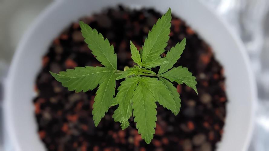 WINDOWSILL | Matanuska. Week 5 - 7