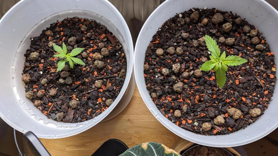 WINDOWSILL | Matanuska. Week 5 - 10