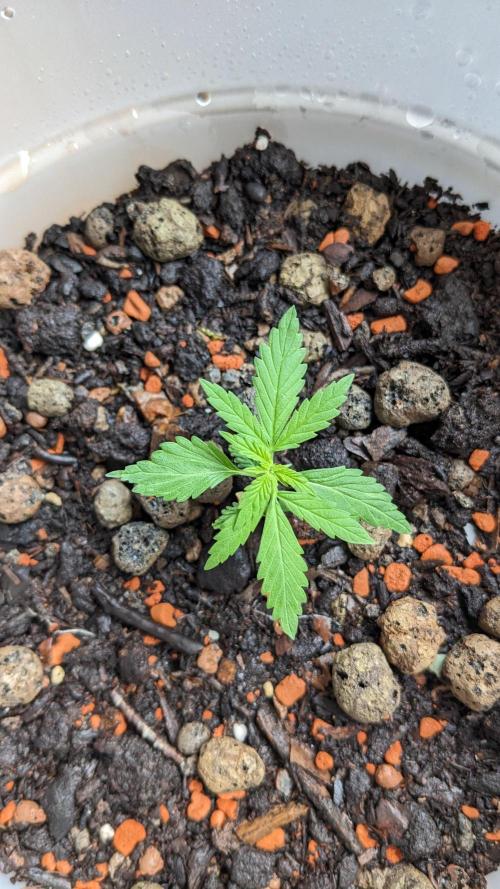 WINDOWSILL | Matanuska. Week 5 - 12