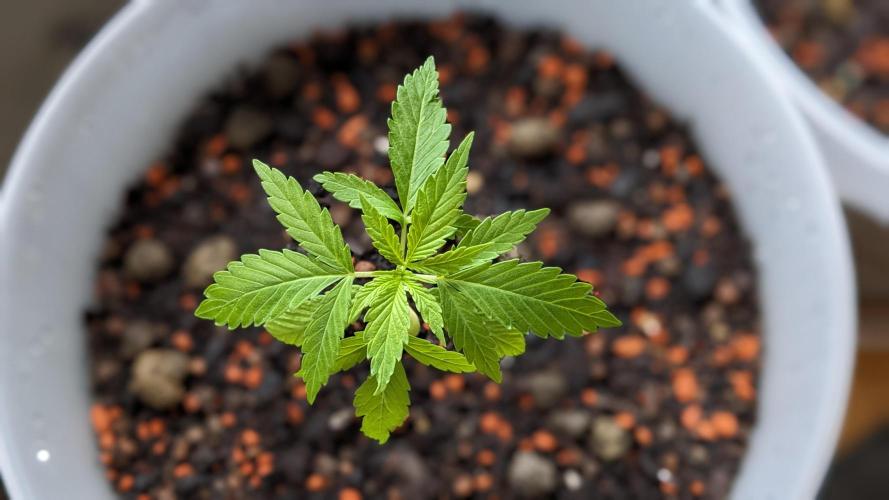 WINDOWSILL | Matanuska. Week 5 - 13