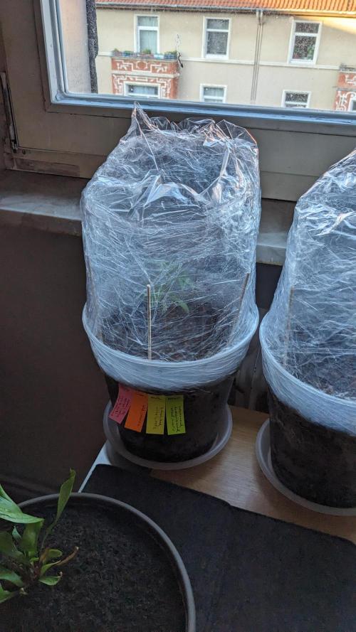 WINDOWSILL | Matanuska. Week 5 - 14