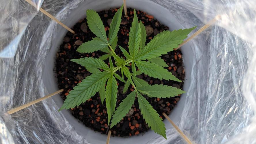 WINDOWSILL | Matanuska. Week 6 - 3