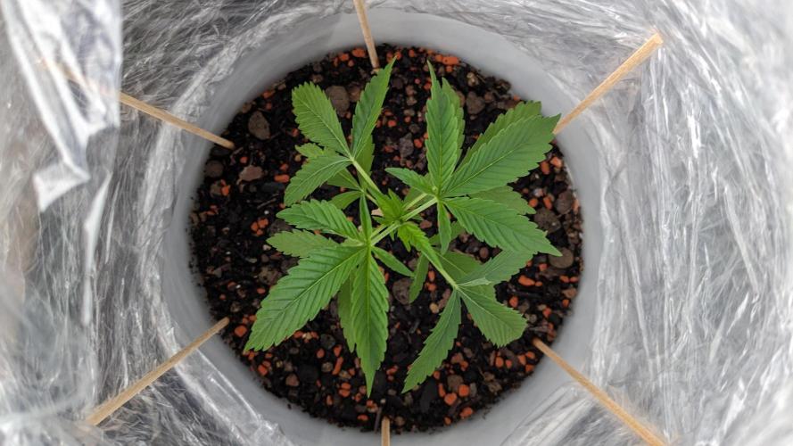 WINDOWSILL | Matanuska. Week 6 - 4