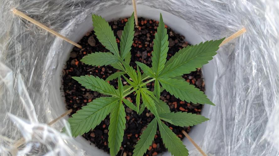 WINDOWSILL | Matanuska. Week 6 - 5