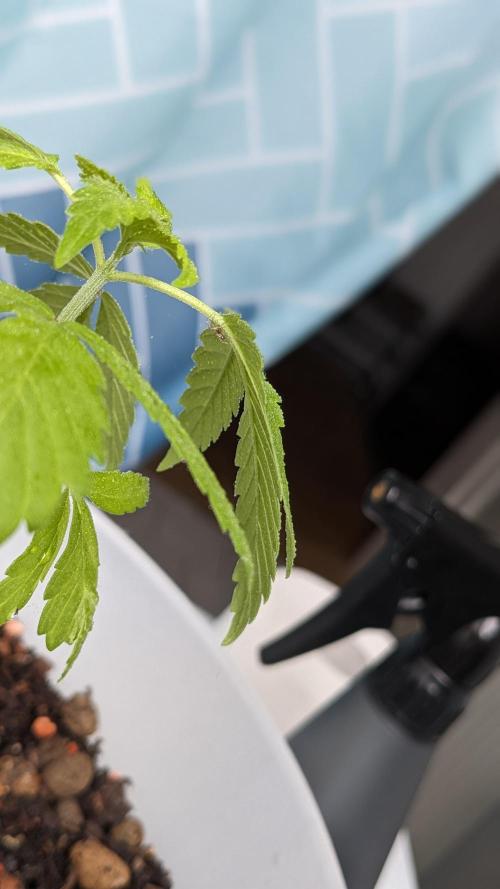 WINDOWSILL | Matanuska. Week 6 - 6