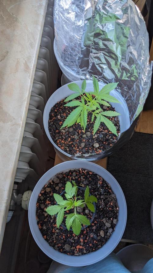 WINDOWSILL | Matanuska. Week 6 - 7