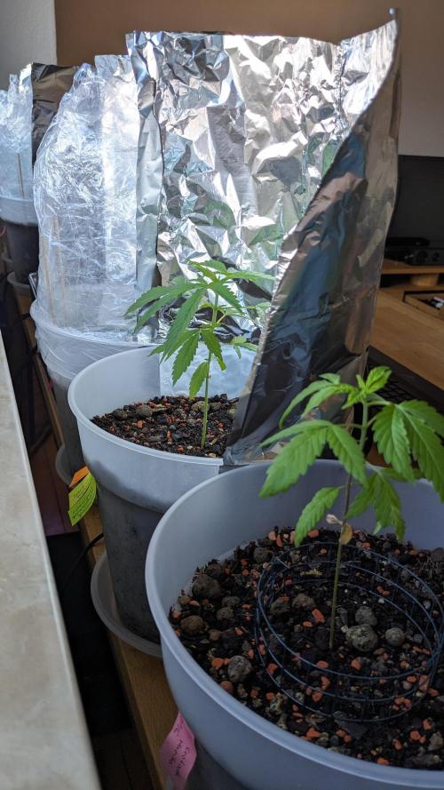 WINDOWSILL | Matanuska. Week 6 - 8