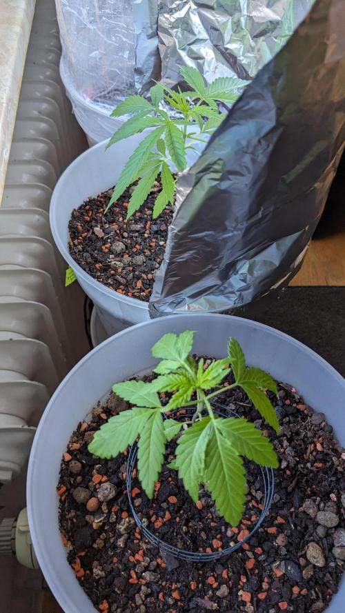 WINDOWSILL | Matanuska. Week 6 - 9