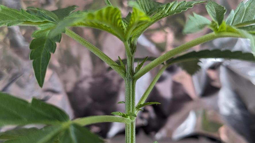 WINDOWSILL | Matanuska. Week 6 - 10