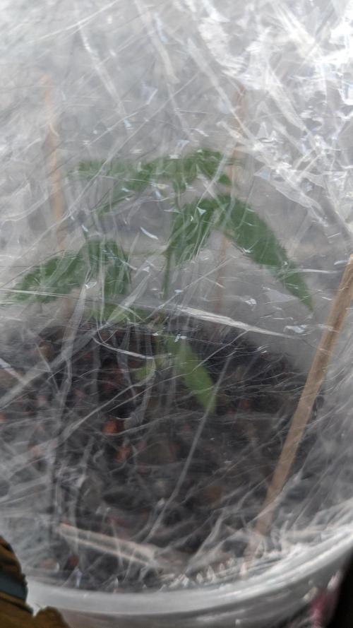 WINDOWSILL | Matanuska. Week 6 - 12