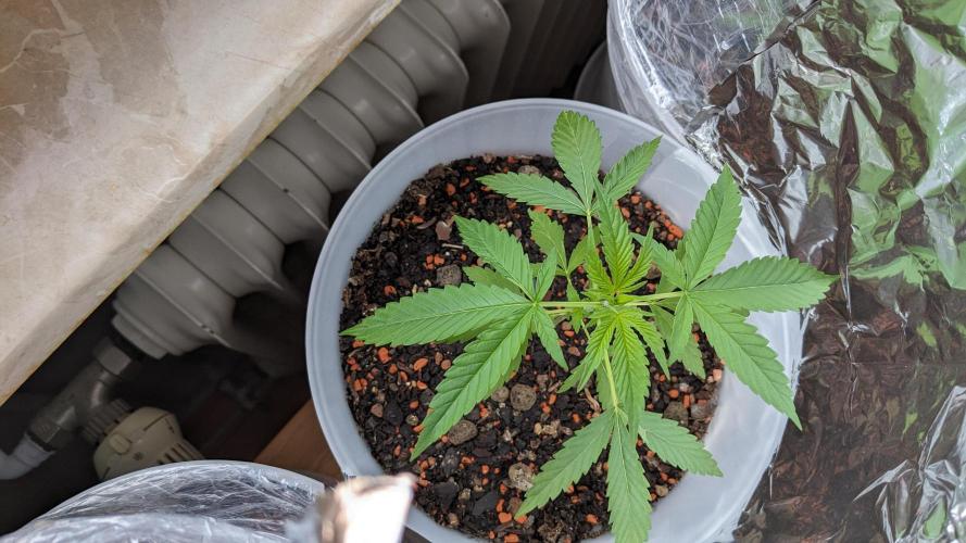 WINDOWSILL | Matanuska. Week 6 - 13