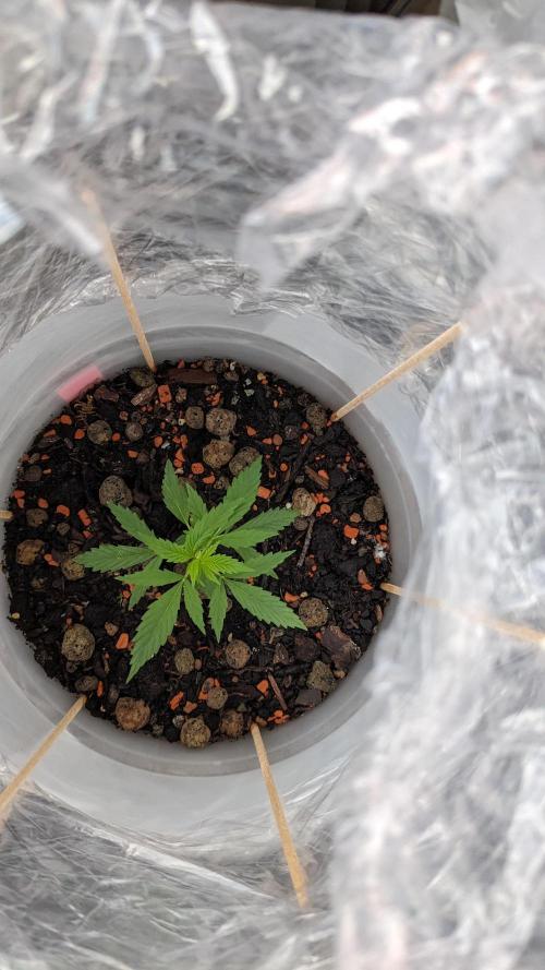 WINDOWSILL | Matanuska. Week 6 - 15