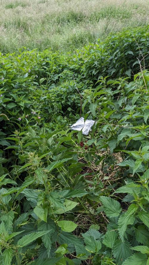 WINDOWSILL | Matanuska. Week 7