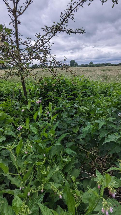WINDOWSILL | Matanuska. Week 7