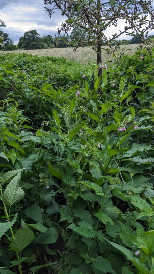 WINDOWSILL | Matanuska. Week 7