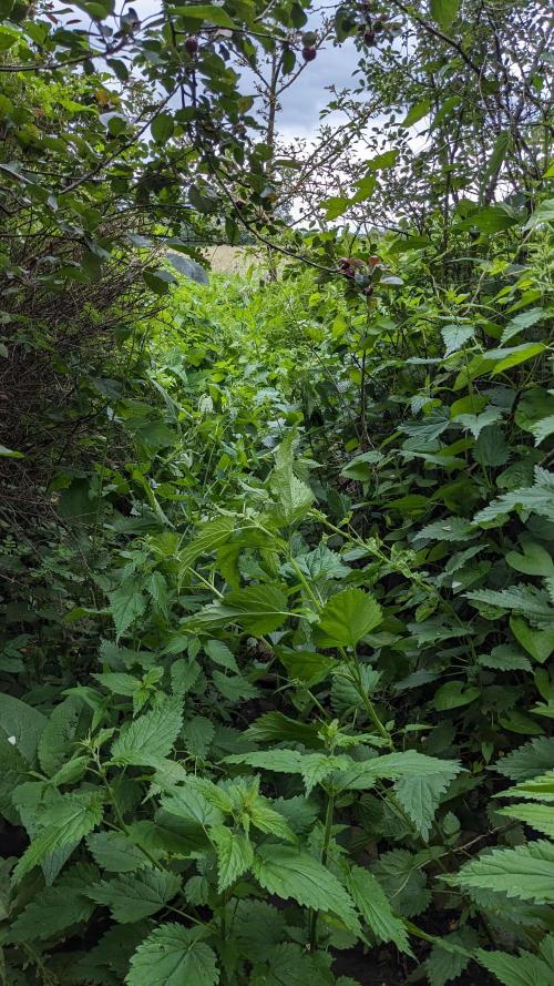 WINDOWSILL | Matanuska. Week 7