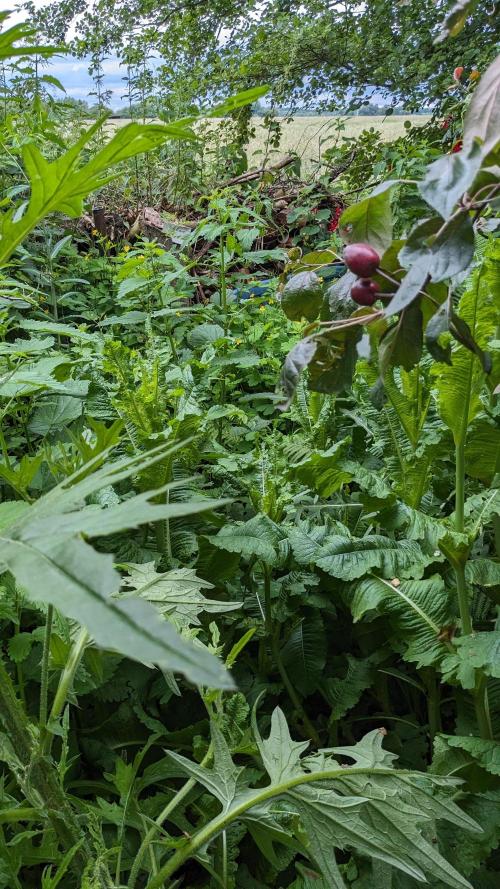 WINDOWSILL | Matanuska. Week 7