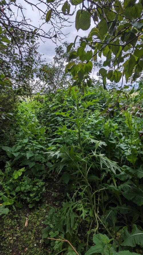 WINDOWSILL | Matanuska. Week 7