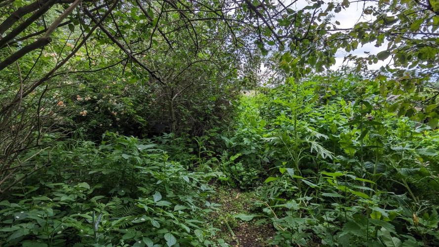 WINDOWSILL | Matanuska. Week 7
