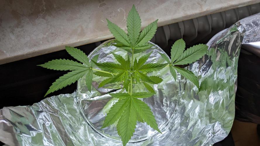 WINDOWSILL | Matanuska. Week 7