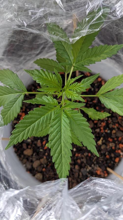 WINDOWSILL | Matanuska. Week 7