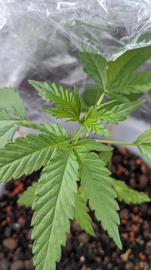 WINDOWSILL | Matanuska. Week 7