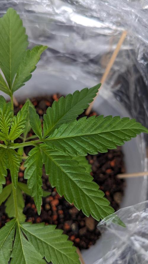 WINDOWSILL | Matanuska. Week 7