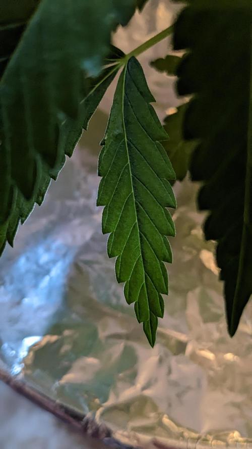 WINDOWSILL | Matanuska. Week 7