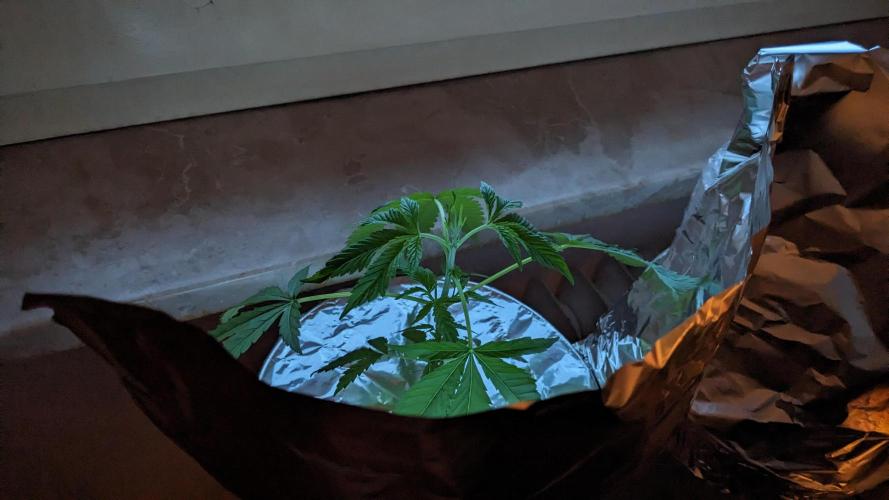 WINDOWSILL | Matanuska. Week 7