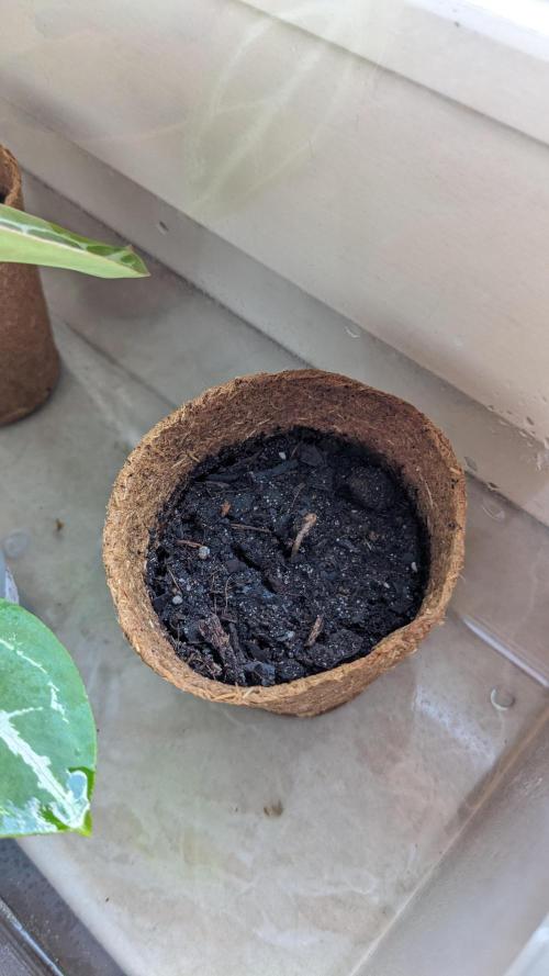 WINDOWSILL | Matanuska. Week 7