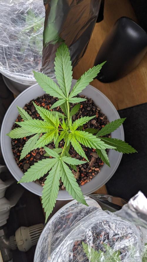 WINDOWSILL | Matanuska. Week 7