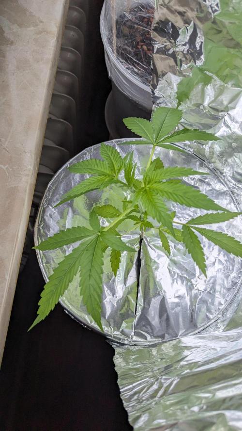 WINDOWSILL | Matanuska. Week 7