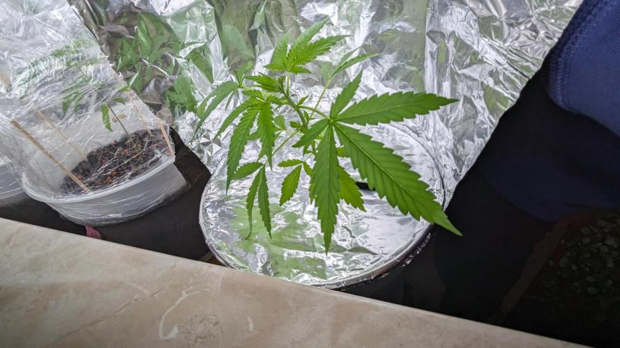 WINDOWSILL | Matanuska. Week 7