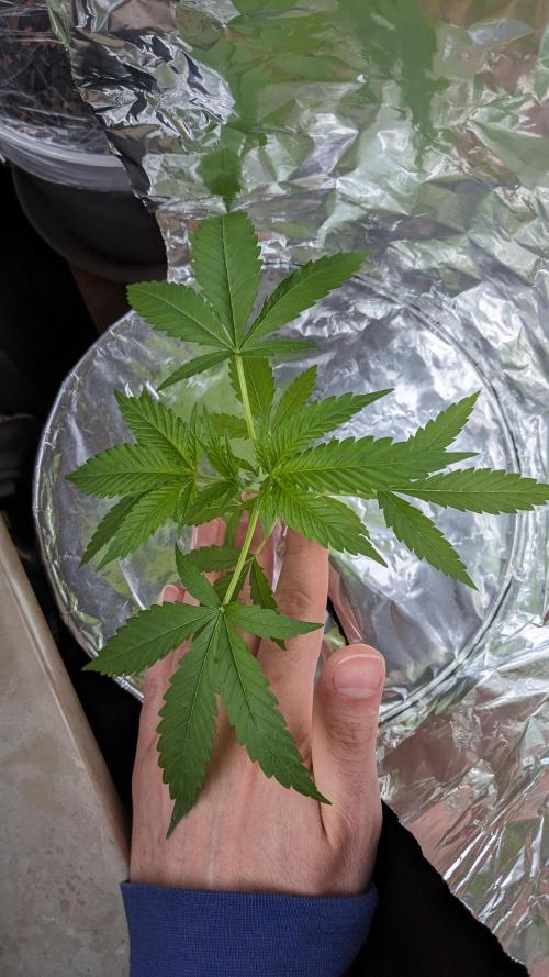 WINDOWSILL | Matanuska. Week 7