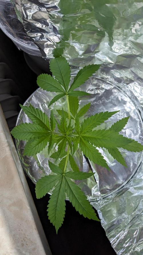 WINDOWSILL | Matanuska. Week 7