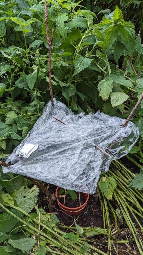 WINDOWSILL | Matanuska. Week 7