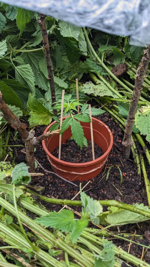 WINDOWSILL | Matanuska. Week 7