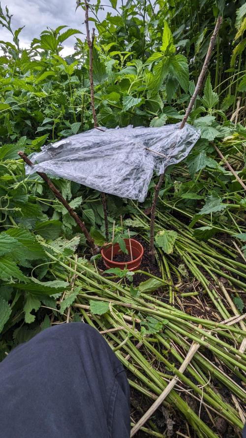WINDOWSILL | Matanuska. Week 7