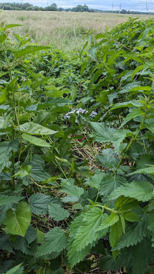 WINDOWSILL | Matanuska. Week 7