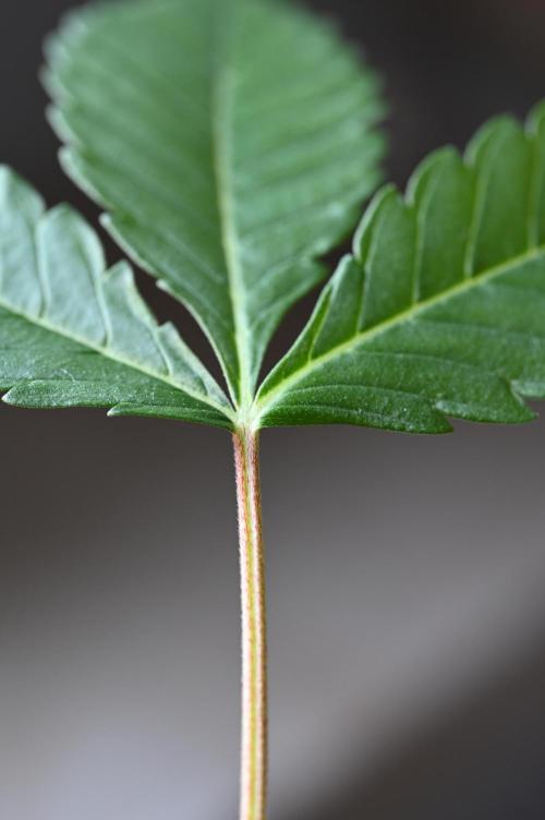WINDOWSILL | Matanuska. Week 8