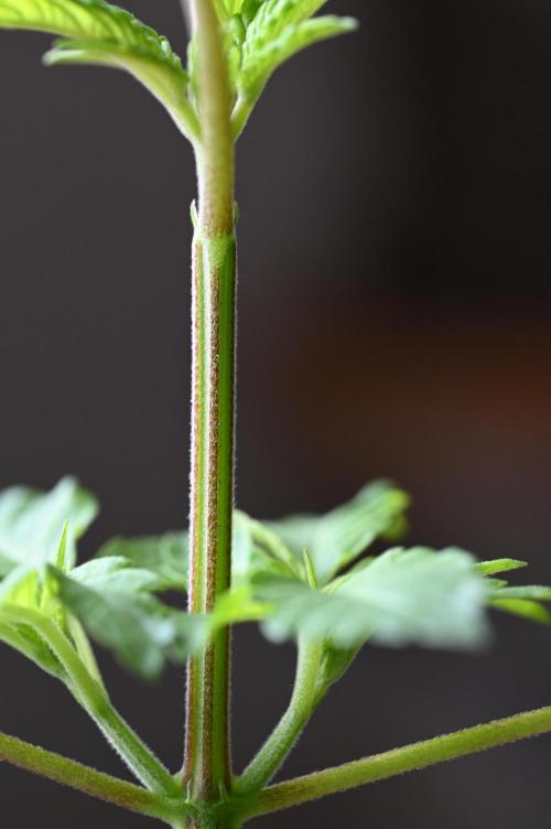 WINDOWSILL | Matanuska. Week 8