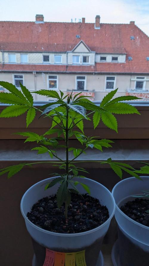 WINDOWSILL | Matanuska. Week 8